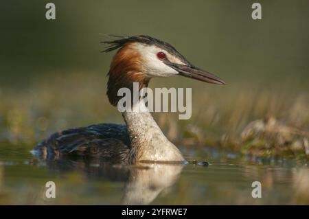 Portrait d'un grand grebe à crête (Podiceps cristatus) dans une rivière. Alsace, France, Europe Banque D'Images