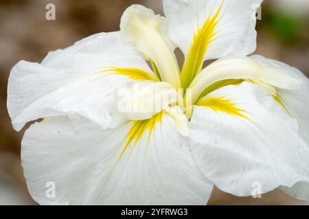 Fleur d'iris blanche Iris ensata 'Gold Bound' fleur d'iris japonaise beauté Iridaceae Banque D'Images