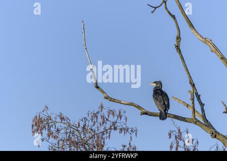 Grand cormoran (Phalacrocorax carbo) perché dans un arbre en hiver. Bas-Rhin, Alsace, Grand est, France, Europe Banque D'Images