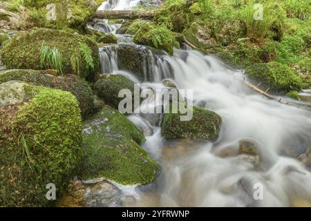 Torrent de montagne dans les Vosges. Cascade de Charlemagne sur la Vologne Banque D'Images