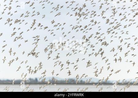 Les oiseaux de rivage, Dunlin (Calidris alpina) migrent vers le nord dans l'étang de Vacares au printemps. Saintes Maries de la Mer, Parc naturel régional de Camargue, Arles Banque D'Images