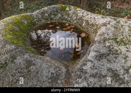 Rocher celtique, rocher avec des tasses sur le sentier rocheux. Dieffenthal, Bas-Rhin, Alsace, Grand est, France, Europe Banque D'Images