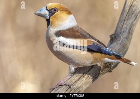 Hawfinch (Coccothraustes coccothraustes) perché sur une branche dans la forêt en hiver. Bas-Rhin, Alsace, Grand est, France, Europe Banque D'Images