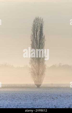 Brumes matinales dans la plaine en hiver. Bas-Rhin, Alsace, Grand est, France, Europe Banque D'Images