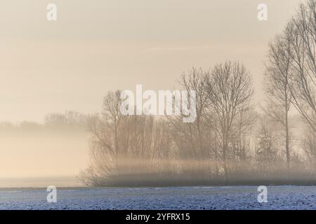 Brumes matinales dans la plaine en hiver. Bas-Rhin, Alsace, Grand est, France, Europe Banque D'Images