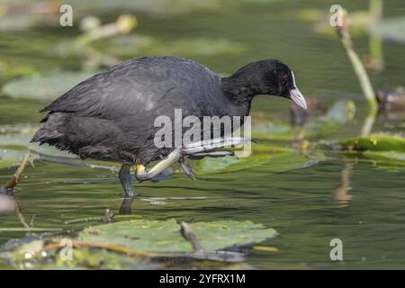 Coot (Fulica atra) Coot (Fulica atra) grattant avec ses pieds semi-palmés. Bas Rhin, Alsace, France, Europe Banque D'Images