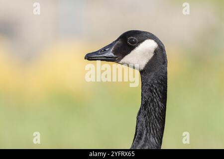 Portrait d'une oie du Canada (Branta canadensis) . Bas Rhin, Alsace, France, Europe Banque D'Images