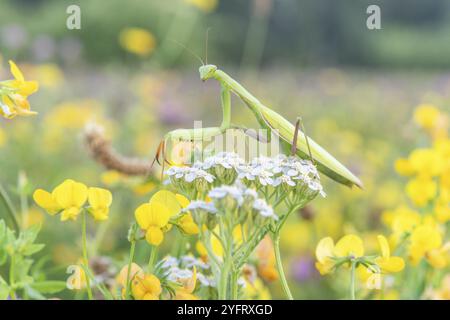 La Mantis religiosa en prière à l'affût d'une fleur blanche. Alsace, France, Europe Banque D'Images