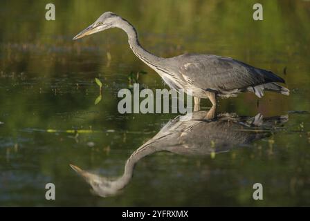 Héron gris (Ardea cinerea) pêchant en étang. Alsace, France, Europe Banque D'Images