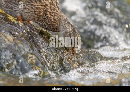 Canard colvert femelle (Anas platyrhynchos) à la recherche de nourriture dans une rivière. Thann, Haut-Rhin, collectivité europeenne d'Alsace, Grand est, France, Europe Banque D'Images