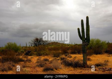 Le vaste désert de Sonora dans le centre de l'Arizona USA un matin d'automne tôt Banque D'Images