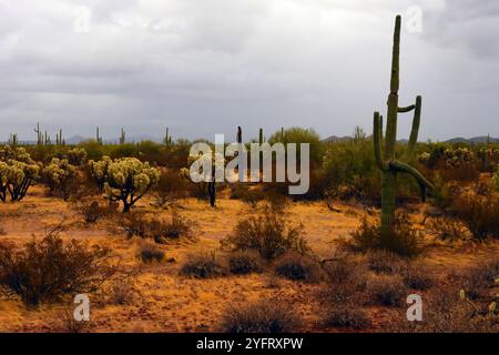 Le vaste désert de Sonora dans le centre de l'Arizona USA un matin d'automne tôt Banque D'Images