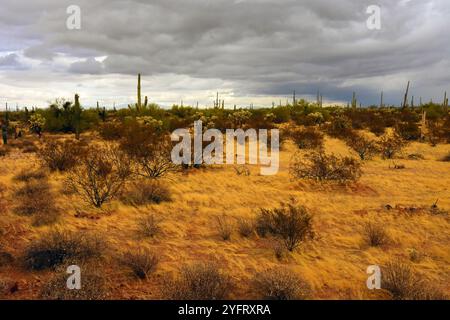 Le vaste désert de Sonora dans le centre de l'Arizona USA un matin d'automne tôt Banque D'Images