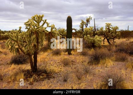 Le vaste désert de Sonora dans le centre de l'Arizona USA un matin d'automne tôt Banque D'Images