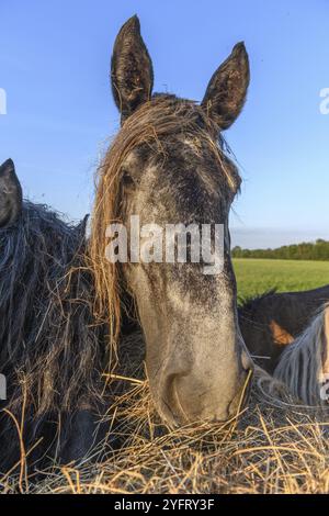 Brouillon Portrait de cheval dans un pâturage dans le pays français Banque D'Images