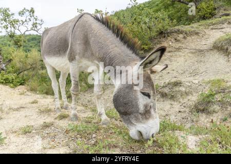 Âne gris domestique (Equus asinus) dans les alpages. Drome, France, Europe Banque D'Images