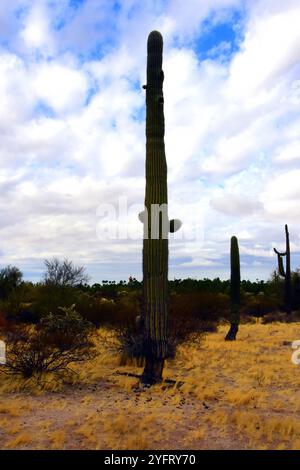 Le vaste désert de Sonora dans le centre de l'Arizona USA un matin d'automne tôt Banque D'Images