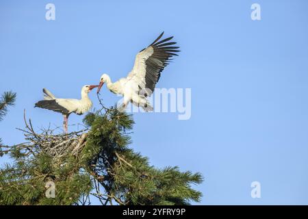 Cigogne blanche en période de cour au début du printemps, France, Alsace, Europe Banque D'Images