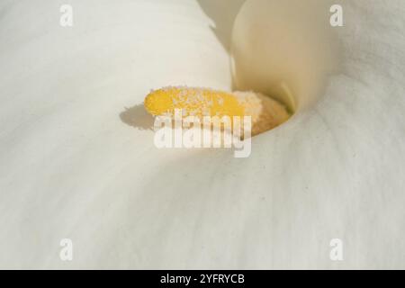 Arum blanc en fleur dans le jardin. Alsace, France, Europe Banque D'Images