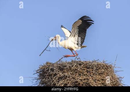 Cigogne blanche en période de cour au début du printemps, France, Alsace, Europe Banque D'Images