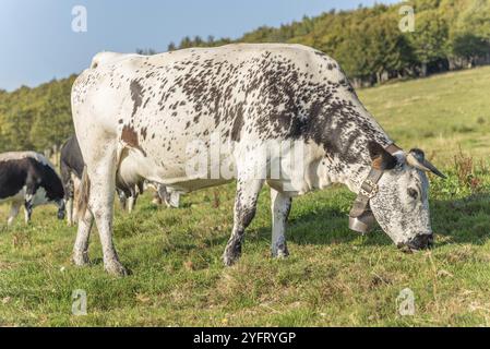 Les vaches des Vosges se reproduisent en pâturage en montagne. Alsace, Vosges, France, Europe Banque D'Images