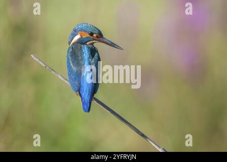 Kingfisher (Alcedo Athis) perché sur un roseau au-dessus d'un étang au printemps. Alsace, France, Europe Banque D'Images