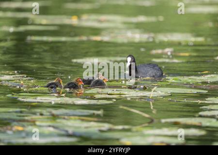 Coot eurasien (Fulica atra) apportant de la nourriture à ses poussins sur une rivière. Bas-Rhin, collectivité europeenne d'Alsace, Grand est, France, Europe Banque D'Images