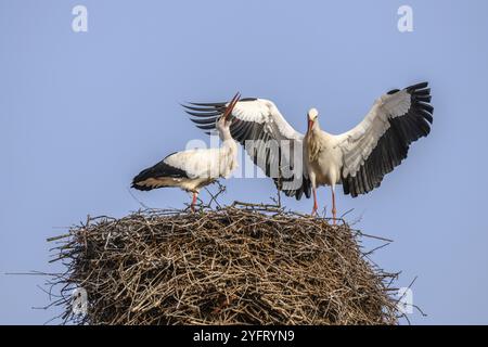 Cigogne blanche en période de cour au début du printemps, France, Alsace, Europe Banque D'Images