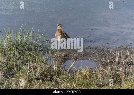 Snipe commune (Gallinago gallinago) à la recherche de nourriture dans un marais. Bas-Rhin, collectivité europeenne d'Alsace, Grand est, France, Europe Banque D'Images