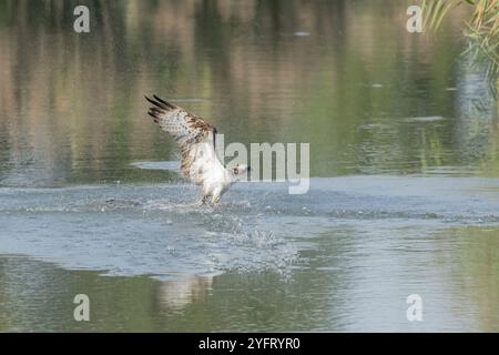 Osprey (Pandion haliaetus) capturant un poisson dans un marais. Bas-Rhin, collectivité europeenne d'Alsace, Grand est, France, Europe Banque D'Images