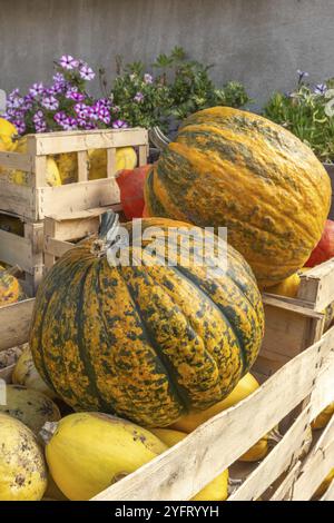 Caisses remplies de citrouilles et de différentes courges sur une ferme biologique. Bas-Rhin, collectivité europeenne d'Alsace, Grand est, France, Europe Banque D'Images