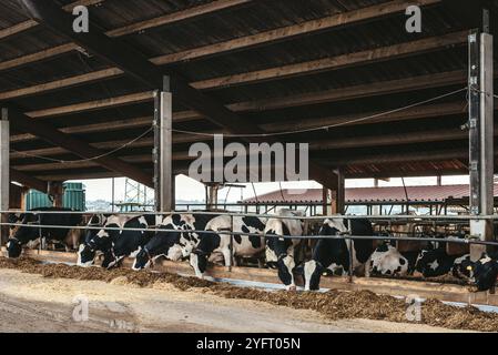 Vache de veau en cage, s'occuper de l'agriculture bio-agricole, nourrir les animaux d'ensilage d'herbe de foin, les races de bovins laitiers, l'alimentation des bovins de vache. Fleckvieh race, bonnes vaches laitières de s Banque D'Images