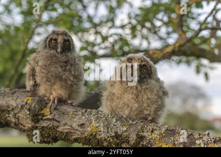 Hibou à longues oreilles poussins perchés sur une branche dans un verger Banque D'Images