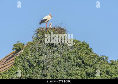 Couple de cigogne blanche (Ciconia ciconia) sur le nid dans un village au printemps. Muttersholtz, Alsace, France, Europe Banque D'Images