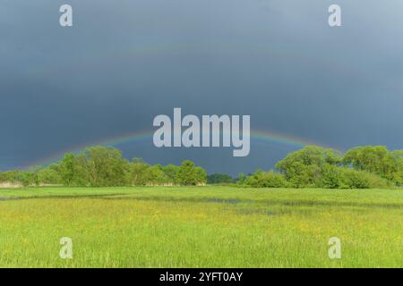 Arc-en-ciel sur une prairie inondée par temps pluvieux au printemps. France, Alsace Banque D'Images