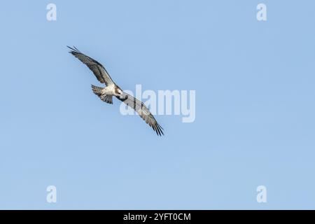 Osprey (Pandion haliaetus) survolant un marais. Bas-Rhin, collectivité europeenne d'Alsace, Grand est, France, Europe Banque D'Images