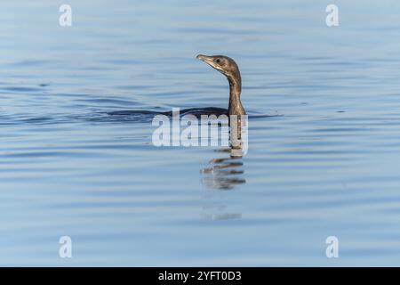 Cormoran pygmée (Microcarbo pygmaeus) nageant dans l'eau à la recherche de nourriture. Bas-Rhin, Alsace, Grand est, France, Europe Banque D'Images