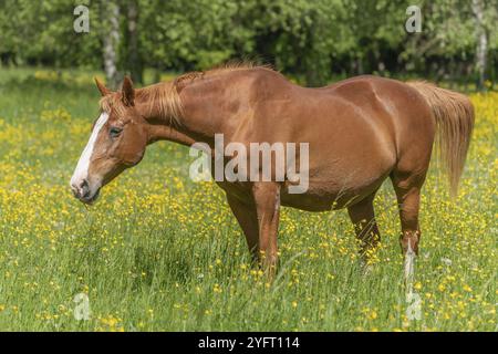 Cheval dans un pâturage vert rempli de papillons jaunes. Bas-Rhin, collectivité europeenne d'Alsace, Grand est, France, Europe Banque D'Images