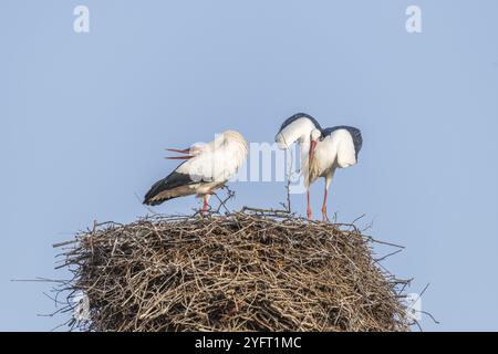 Cigogne blanche en période de cour au début du printemps, Bas-Rhin, Alsace, Grand est, France, Europe Banque D'Images