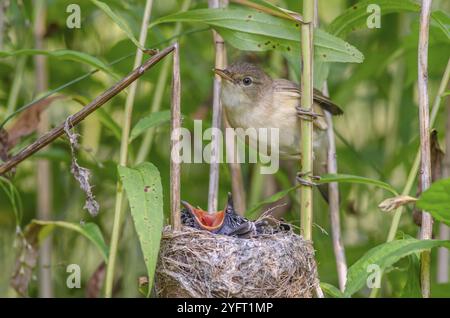 Paruline de roseau (Acrocephalus scirpaceus) nourrissant un jeune coucou commun (Cuculus canorus), Bas-Rhin, Alsace, Grand est, France, Europe Banque D'Images