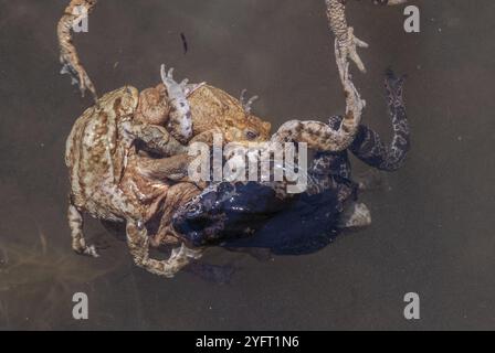 Crapaud commun (Bufo bufo) dans un étang pendant la saison de reproduction au printemps. Haut-Rhin, Alsace, Grand est, France, Europe Banque D'Images