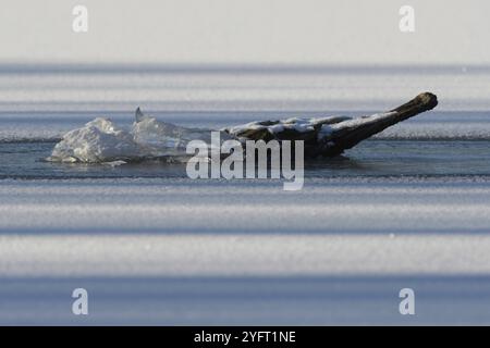 Du bois mort pris dans la glace dans les marécages. Bas-Rhin, Alsace, Grand est, France, Europe Banque D'Images