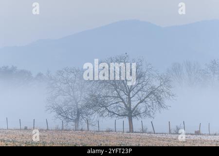 Brumes matinales dans la plaine en hiver. Bas-Rhin, Alsace, Grand est, France, Europe Banque D'Images