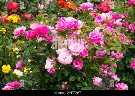 Rosa Rose Rose Roses colorées dans le jardin Rosaceae Banque D'Images