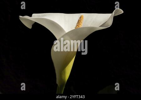 Arum ou calla blanc (Zantedeschia aethiopica) en floraison au printemps. Bas Rhin, Alsace, France, Europe Banque D'Images