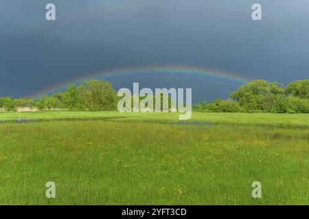 Arc-en-ciel sur une prairie inondée par temps pluvieux au printemps. France, Alsace Banque D'Images