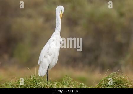 Grande aigrette (Ardea alba) puant ses plumes dans les marais. Alsace, France, Europe Banque D'Images