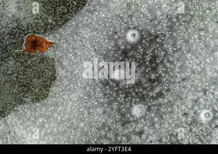 Bulles d'air avec une feuille d'arbre piégée dans la glace formée sur une rivière par un hiver glacial. Alsace, France, Europe Banque D'Images