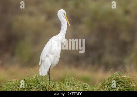 Grande aigrette (Ardea alba) puant ses plumes dans les marais. Alsace, France, Europe Banque D'Images