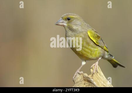 Greenfinch (Carduelis chloris) sur une branche d'arbre en hiver. Alsace, France, Europe Banque D'Images